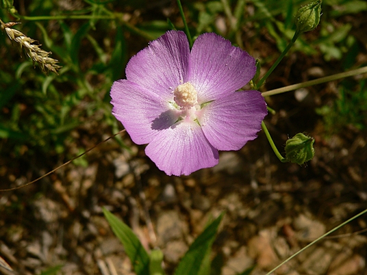 {Callirhoe pedata}